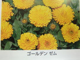 iC[W4
