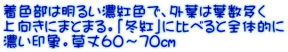 着色部は明るい濃紅色で、外葉は葉数多く 上向きにまとまる。「冬紅」に比べると全体的に 濃い印象。草丈60～70㎝