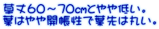 草丈60～70㎝とやや低い。 葉はやや開帳性で葉先は丸い。