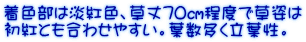 着色部は淡紅色、草丈70㎝程度で草姿は 初紅とも合わせやすい。葉数多く立葉性。